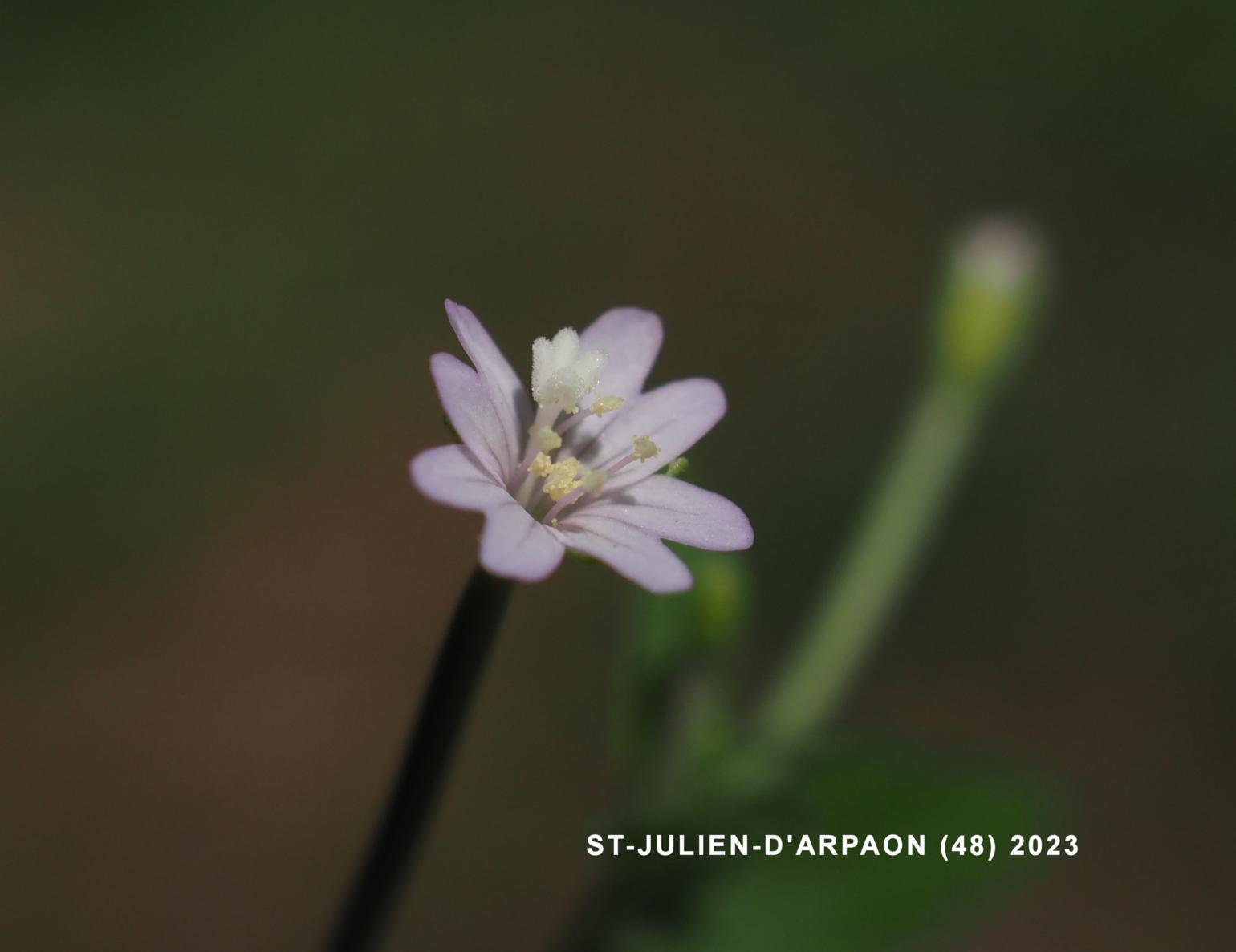 Willow-herb, Small Spear-leaved